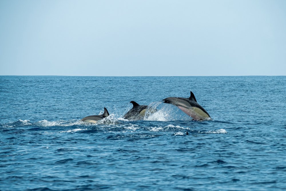 Maldives Dolphins