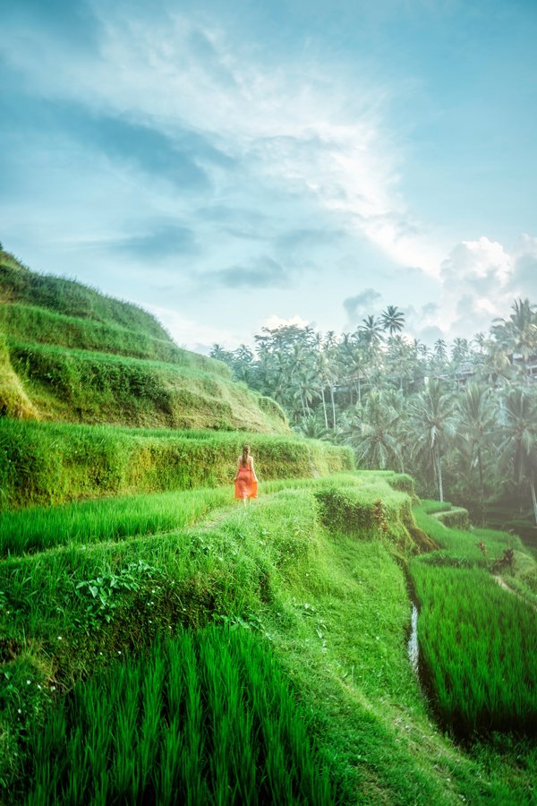 Rice Walk